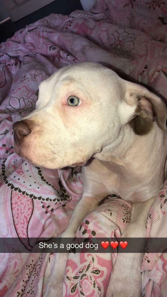 dogo argentino for sale gumtree